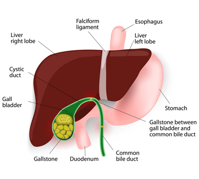 Illustration of gallbladder for the awareness of the patients by gallbladder stone specialist in Hyderabad